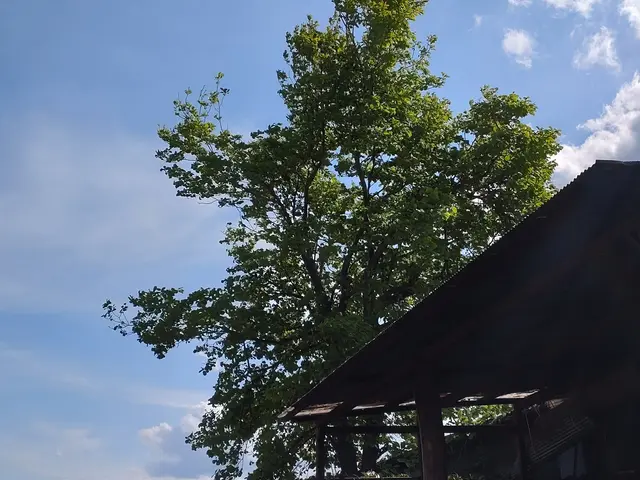 庭師一筋！【業歴20年の経験と実績】自社の職人が迅速ていねいに仕上げます！サービスの画像