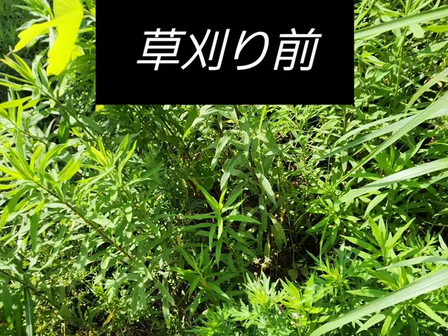 庭木、私有地の伐採、お任せ下さい！サービスの画像