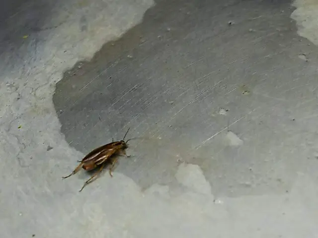 【業歴30年の経験と実績】お家の中のゴキブリはお任せください。女性スタッフ同行可サービスの画像