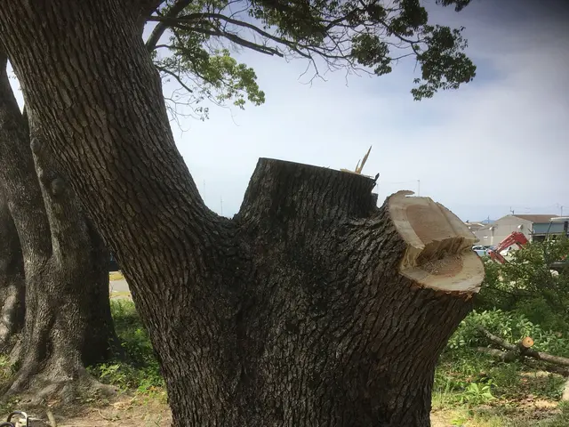 高木の強剪定、伐採、抜根サービスの画像