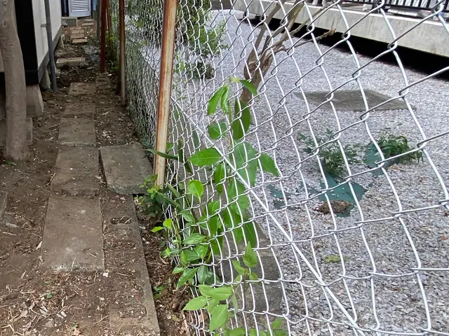 蔦の除草、処分サービスの画像