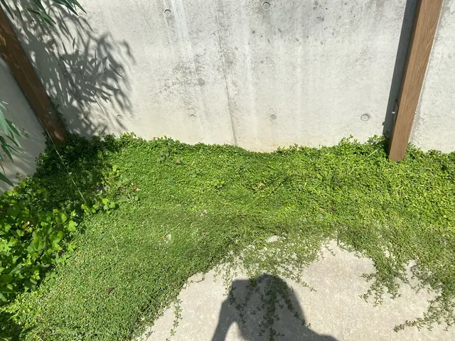 蔦の除草、処分サービスの画像