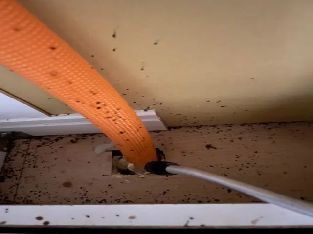 ゴキブリ駆除サービスの画像