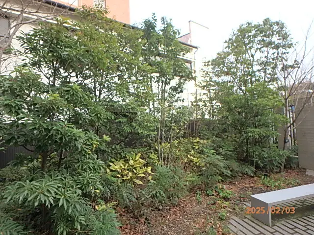 ◆◇2月新規出店◇◆40年の実績！3代目がお伺いし熟練の技でお庭を美しく剪定◎サービスの画像