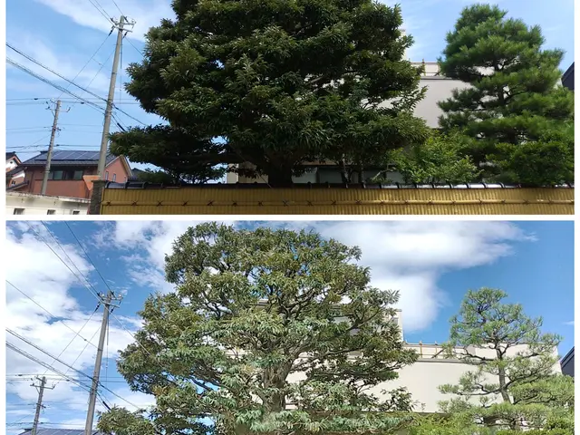 樹木剪定(松も対応)絶対的な自信と品質とスピード！季節や場所に適した剪定をご提案サービスの画像