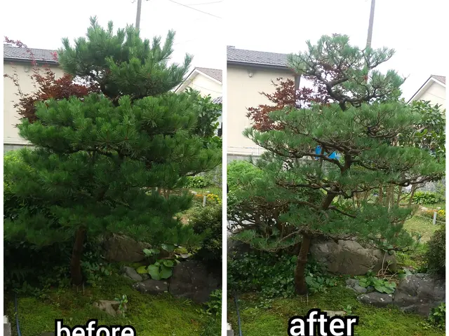 樹木剪定(松も対応)絶対的な自信と品質とスピード！季節や場所に適した剪定をご提案サービスの画像