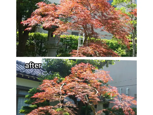 樹木剪定(松も対応)絶対的な自信と品質とスピード！季節や場所に適した剪定をご提案サービスの画像