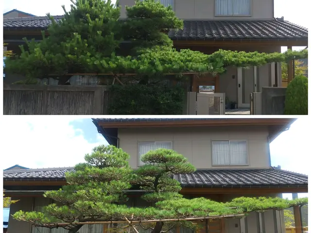 樹木剪定(松も対応)絶対的な自信と品質とスピード！季節や場所に適した剪定をご提案サービスの画像