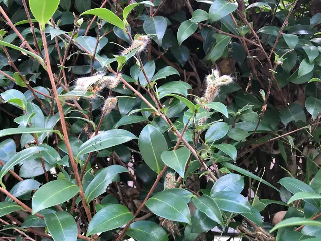 ☆地域密着営業中☆季節ごとの予防消毒！初めての方も安心して何でもご相談ください！サービスの画像