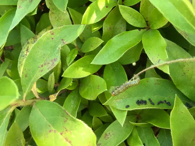☆地域密着営業中☆季節ごとの予防消毒！初めての方も安心して何でもご相談ください！サービスの画像