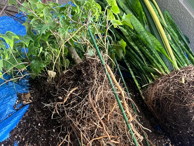 植物の住み良い環境作りお手伝いします◎迅速な対応、丁寧な作業を心がけてますサービスの画像