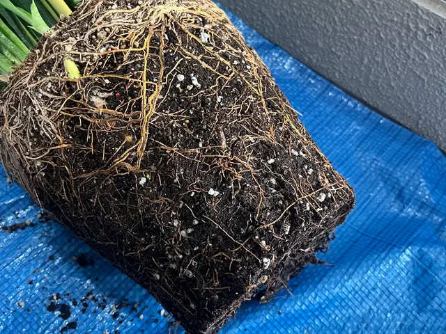 植物の住み良い環境作りお手伝いします◎迅速な対応、丁寧な作業を心がけてますサービスの画像