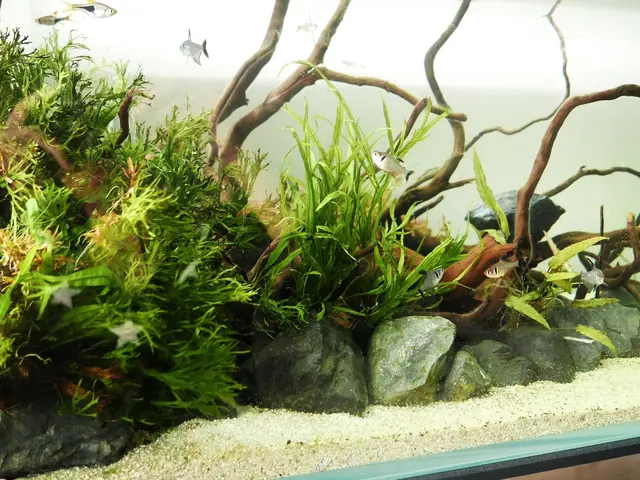 アクアリウムメーカー出身スタッフが創り上げる、美しい箱庭のような水中世界サービスの画像