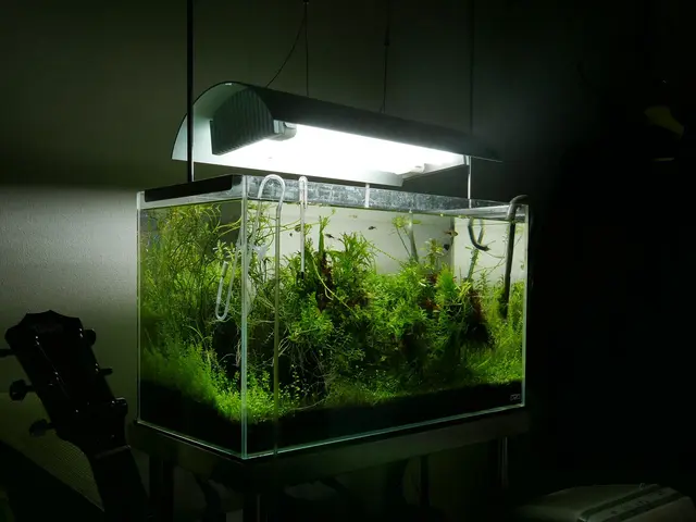 アクアリウムメーカー出身スタッフが創り上げる、美しい箱庭のような水中世界サービスの画像