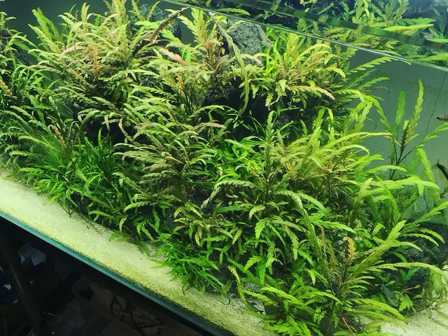 アクアリウムメーカー出身スタッフが創り上げる、美しい箱庭のような水中世界サービスの画像