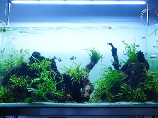 アクアリウムメーカー出身スタッフが創り上げる、美しい箱庭のような水中世界サービスの画像