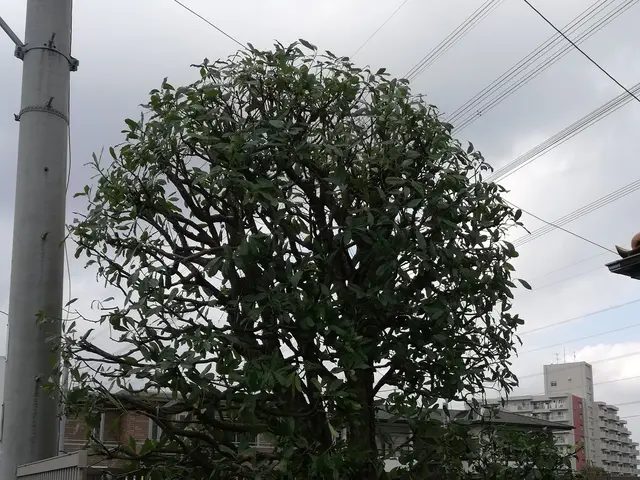 大手造園業者で修行したプロの技術をお試し下さい！サービスの画像