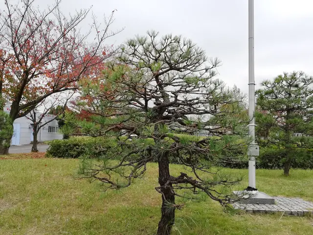 大手造園業者で修行したプロの技術をお試し下さい！サービスの画像