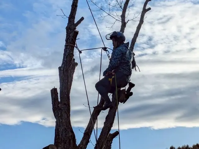 庭木の伐採、抜根、高木、他店で断られた案件もお任せください。サービスの画像