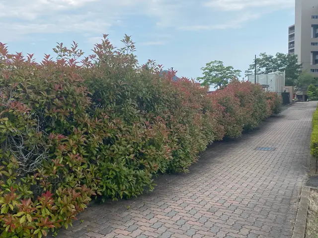 【庭を楽しむ】刈り込みサービスの画像