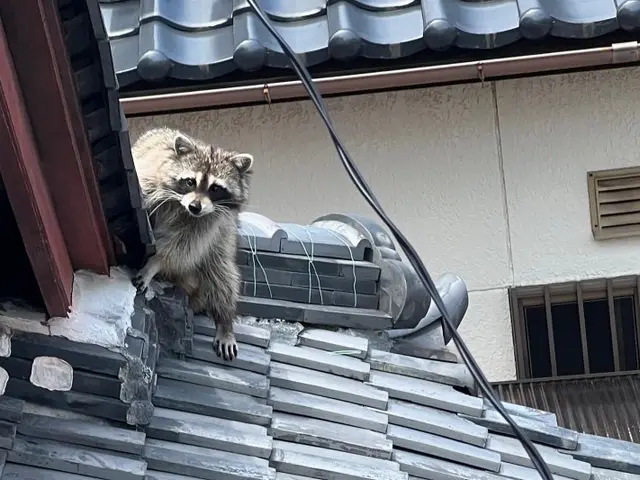 駆除12年目！駆除と誠実さに絶対の自信あり！ご自宅に他人をあげる不安なくします！サービスの画像