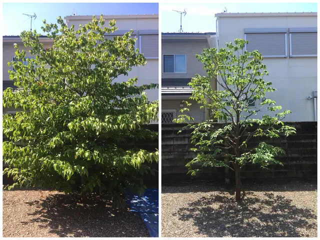 ☆ゴミ代込みの料金☆実績20年以上　　 自然風剪定で明るく風通しの良いお庭に！サービスの画像