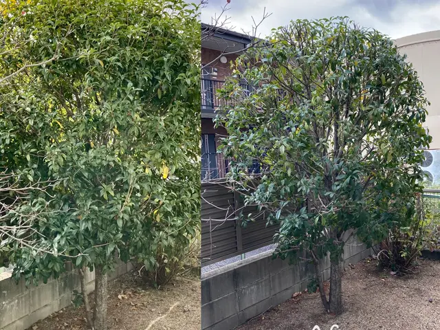 ☆ゴミ代込みの料金☆実績20年以上　　 自然風剪定で明るく風通しの良いお庭に！サービスの画像