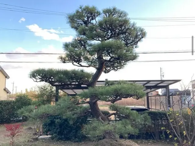 ☆ゴミ代込みの料金☆実績20年以上　　 自然風剪定で明るく風通しの良いお庭に！サービスの画像