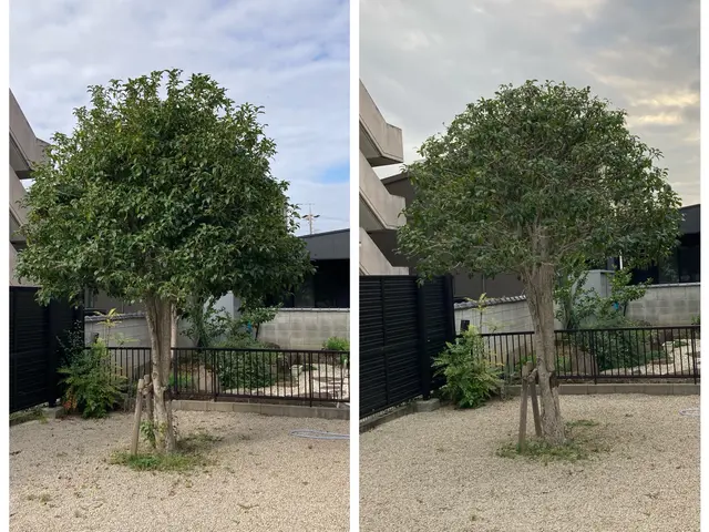 ☆植木の町稲沢市から実績20年以上　　 自然風剪定で明るく風通しの良いお庭に！サービスの画像
