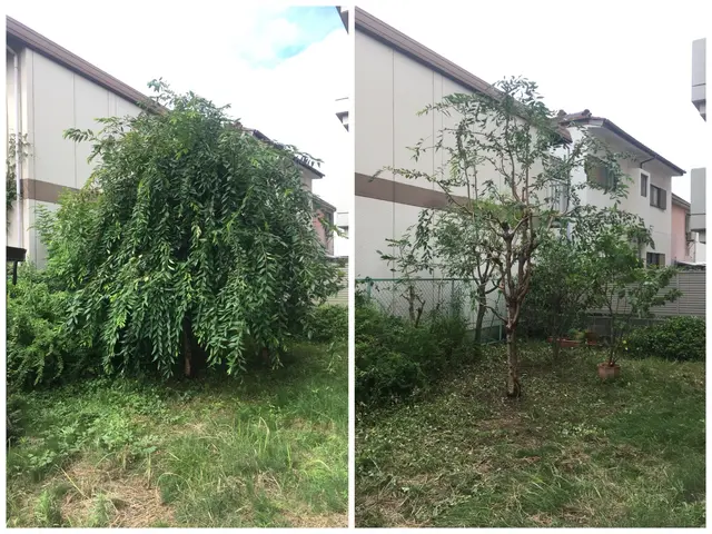 ☆ゴミ代込みの料金☆実績20年以上　　 自然風剪定で明るく風通しの良いお庭に！サービスの画像