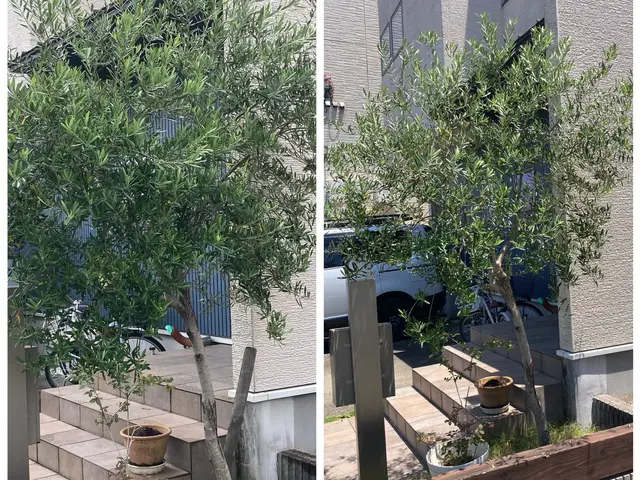 ☆植木の町稲沢市から実績20年以上　　 自然風剪定で明るく風通しの良いお庭に！サービスの画像