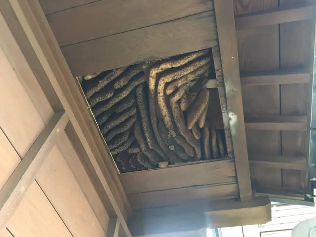 《年中無休》1日最大11件は駆除に回ります！経験豊富、すぐに処理いたします。サービスの画像