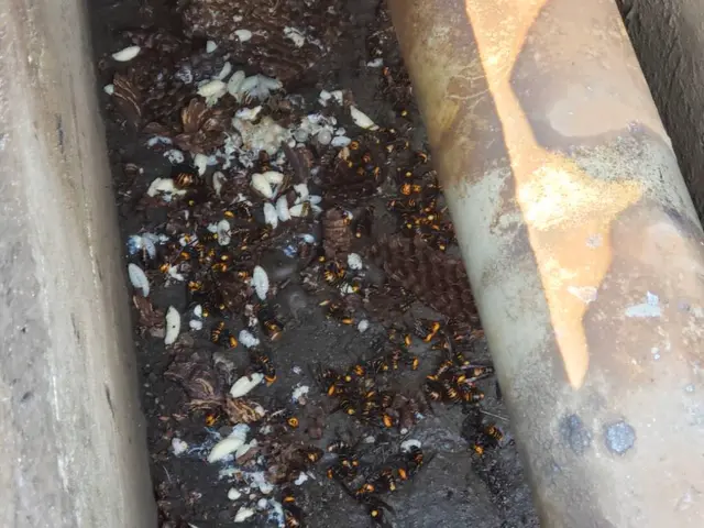 《年中無休》1日最大11件は駆除に回ります！経験豊富、すぐに処理いたします。サービスの画像