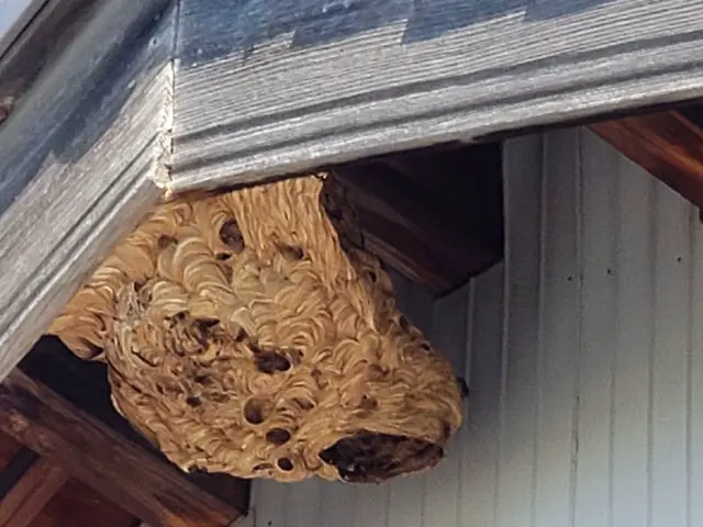 《年中無休》1日最大11件は駆除に回ります！経験豊富、すぐに処理いたします。サービスの画像