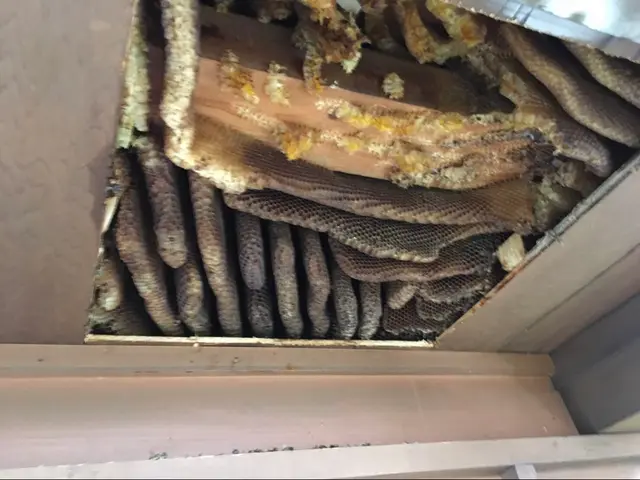 《年中無休》1日最大11件は駆除に回ります！経験豊富、すぐに処理いたします。サービスの画像