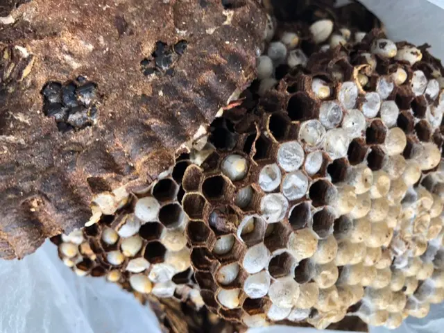 《年中無休》1日最大11件は駆除に回ります！経験豊富、すぐに処理いたします。サービスの画像