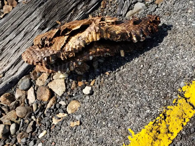 《年中無休》1日最大11件は駆除に回ります！経験豊富、すぐに処理いたします。サービスの画像