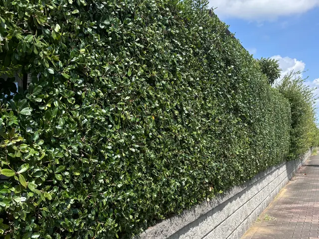 【生垣の剪定】業歴13年の経験と実績！素敵なお庭に✿1月予約受付中です！サービスの画像