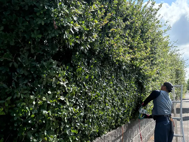 【生垣の剪定】業歴13年の経験と実績！素敵なお庭に✿1月予約受付中です！サービスの画像