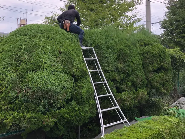 ☆期間限定☆害虫消毒サービスします！早めの対策を！サービスの画像