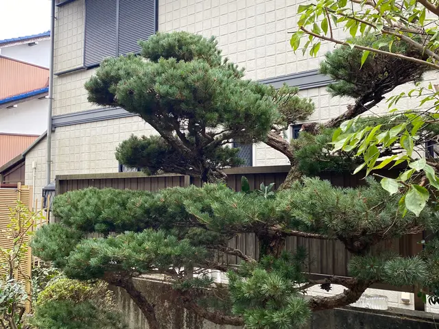 お客様のご要望に対応！10年以上の熟練庭師による庭木剪定サービスサービスの画像