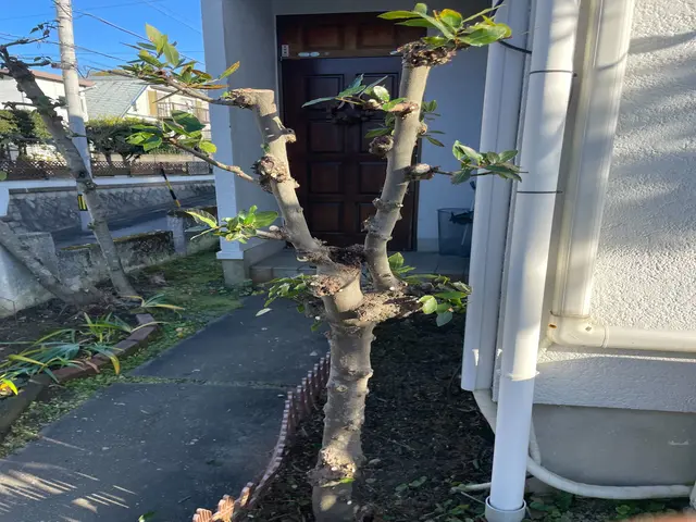 お客様のご要望に対応！10年以上の熟練庭師による庭木剪定サービスサービスの画像