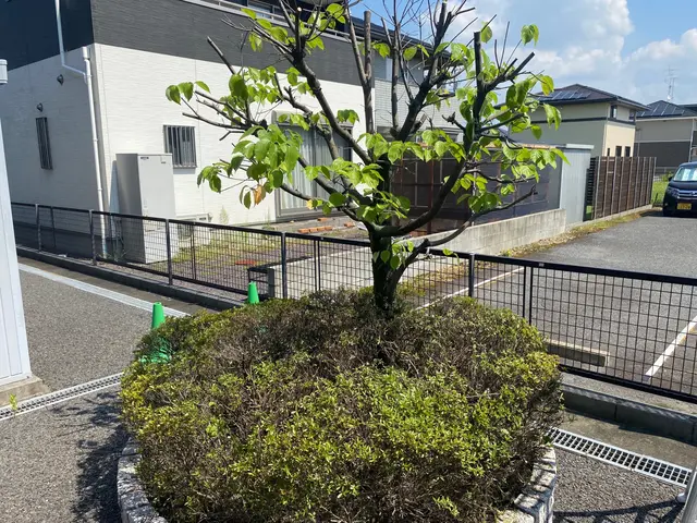 お客様のご要望に対応！10年以上の熟練庭師による庭木剪定サービスサービスの画像