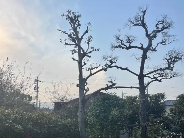 お客様のご要望に対応！10年以上の熟練庭師による庭木剪定サービスサービスの画像