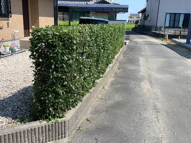 お庭の生垣綺麗に整えてすっきり！サービスの画像