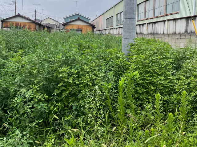 空き地・お庭の草刈り【鴻巣市発・地域密着対応】サービスの画像