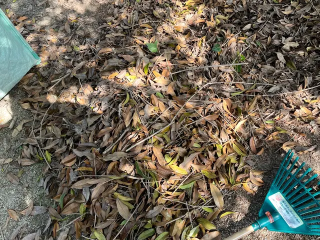 ◉庭のお手入れ専門店◉落ち葉清掃お任せくださいサービスの画像