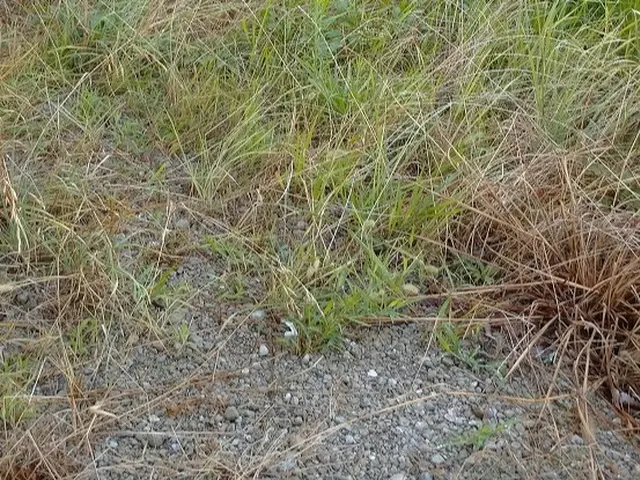 草むしりって意外と大変ですよね。今年は植木屋ふくちゃんに頼んでみませんか？サービスの画像
