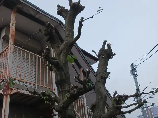 融通聞きます！お安く庭木の剪定！サービスの画像