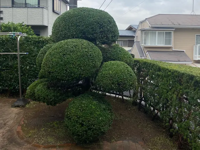 ビフォーアフターで確認！14年経験の庭木剪定プロフェッショナルサービスの画像